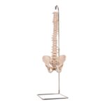 Real Human Spine, Sacrum, and Pelvis – 19.2596 oz