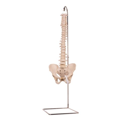 Real Human Spine, Sacrum, and Pelvis - 19.2596 oz
