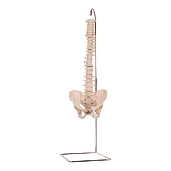 Real Human Spine, Sacrum, and Pelvis – 19.2596 oz