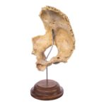 Real Human Partial Skull on Stand – 96 g