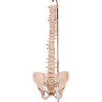 Real Human Spine, Sacrum, and Pelvis – 19.2596 oz
