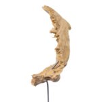 Real Human Partial Skull on Stand – 96 g