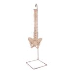 Real Human Spine, Sacrum, and Pelvis – 19.2596 oz