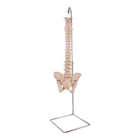 Real Human Spine, Sacrum, and Pelvis - 19.2596 oz