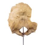 Real Human Partial Skull on Stand – 96 g