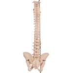 Real Human Spine, Sacrum, and Pelvis – 19.2596 oz