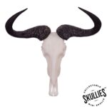 SKULLIES – Miniature Blue Wildebeest Skull