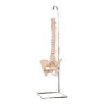 Real Human Spine, Sacrum, and Pelvis – 17.002 oz