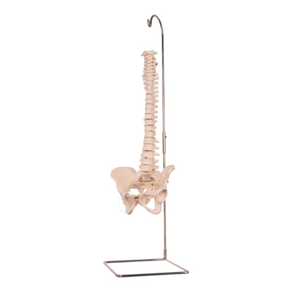 Real Human Spine, Sacrum, and Pelvis – 17.002 oz