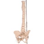 Real Human Spine, Sacrum, and Pelvis – 17.002 oz