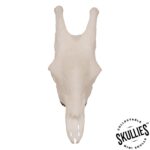 SKULLIES – Miniature Giraffe Skull