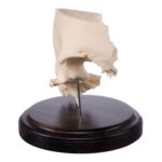 Real Human Partial Skull on Stand – 222 g