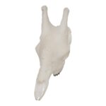 SKULLIES – Miniature Giraffe Skull