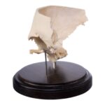 Real Human Partial Skull on Stand – 222 g