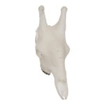 SKULLIES – Miniature Giraffe Skull
