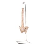 Real Human Spine, Sacrum, and Pelvis – 17.002 oz
