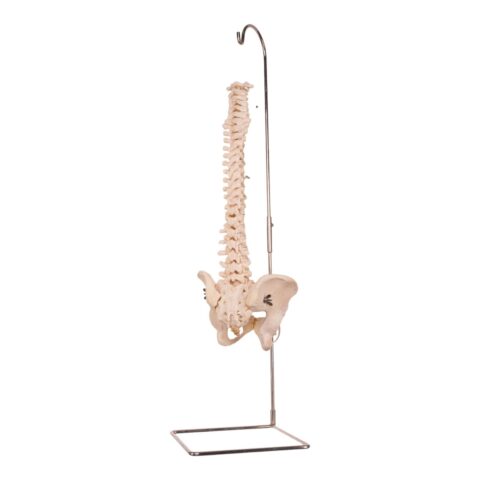 Real Human Spine, Sacrum, and Pelvis - 17.002 oz