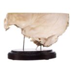Real Human Partial Skull on Stand – 222 g