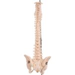 Real Human Spine, Sacrum, and Pelvis – 17.002 oz