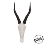 SKULLIES – Miniature Blesbok Skull
