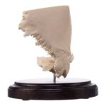 Real Human Partial Skull on Stand – 222 g