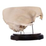 Real Human Partial Skull on Stand – 222 g