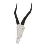 SKULLIES – Miniature Blesbok Skull