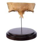Real Human Partial Skull on Stand – 156 g