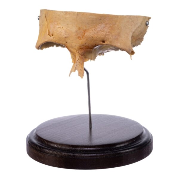 Real Human Partial Skull on Stand – 156 g