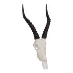 SKULLIES – Miniature Blesbok Skull