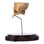 Real Human Partial Skull on Stand – 156 g