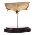 Real Human Partial Skull on Stand – 156 g