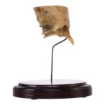 Real Human Partial Skull on Stand – 156 g
