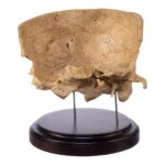 Real Human Partial Skull on Stand – 300 g
