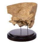 Real Human Partial Skull on Stand – 300 g