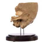 Real Human Partial Skull on Stand – 300 g