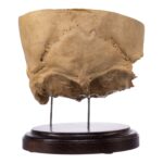 Real Human Partial Skull on Stand – 300 g