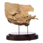 Real Human Partial Skull on Stand – 300 g