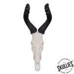 SKULLIES – Miniature Red Hartebeest Skull