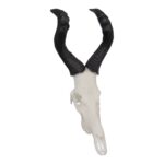 SKULLIES – Miniature Red Hartebeest Skull