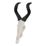 SKULLIES – Miniature Red Hartebeest Skull