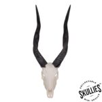 SKULLIES – Miniature Bushbuck Skull