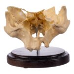 Real Human Partial Skull on Stand – 244 g