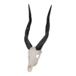SKULLIES – Miniature Bushbuck Skull