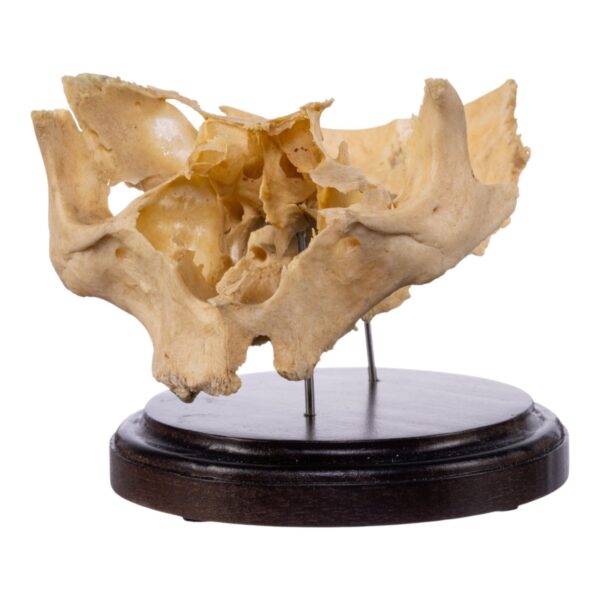 Real Human Partial Skull on Stand – 244 g