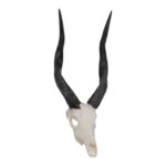 SKULLIES – Miniature Bushbuck Skull