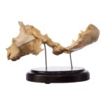 Real Human Partial Skull on Stand – 244 g