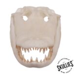 SKULLIES – Miniature American Alligator Skull