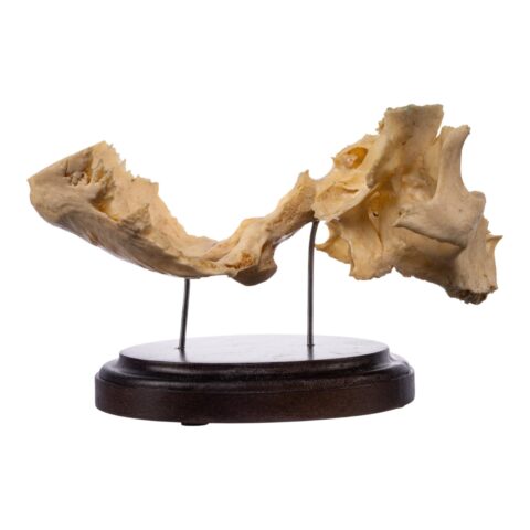 Real Human Partial Skull on Stand - 244 g