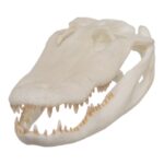 SKULLIES – Miniature American Alligator Skull